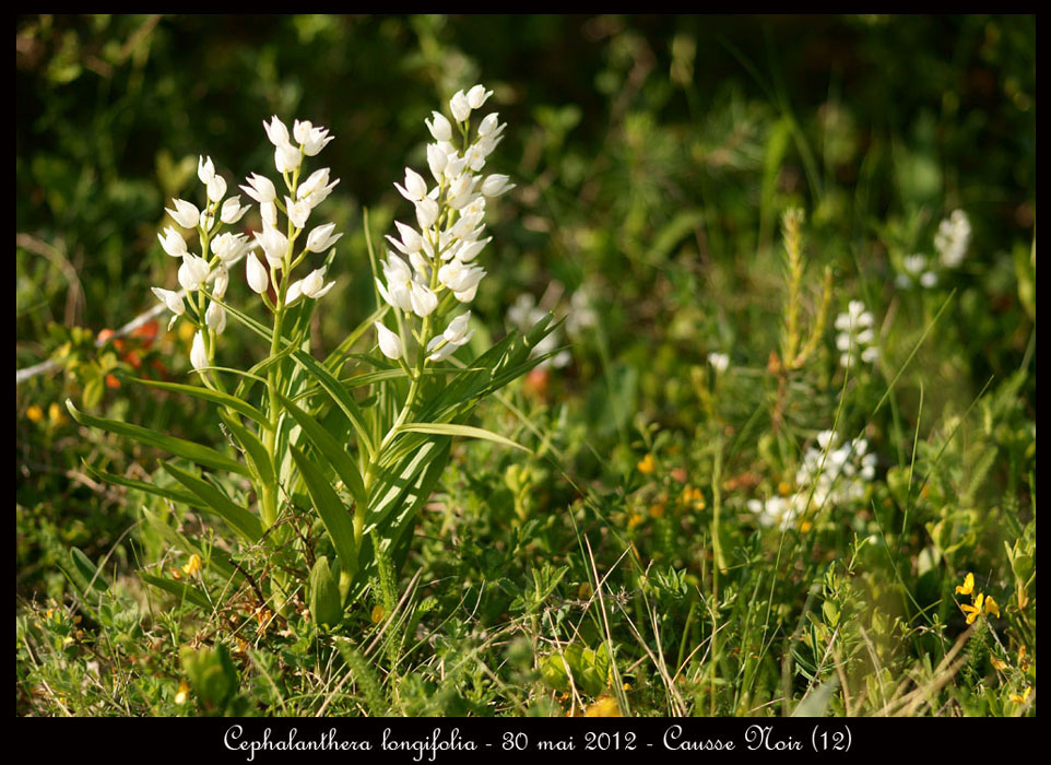 Cephalanthera-longifolia