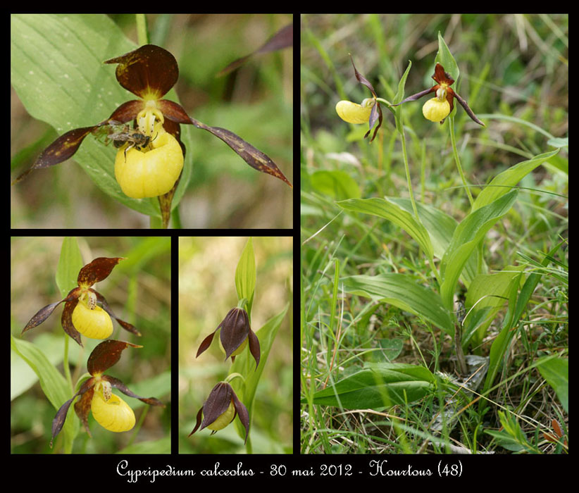Cypripedium-calceolus5