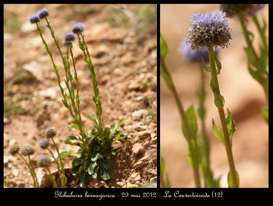 Globularia-bisnagarica