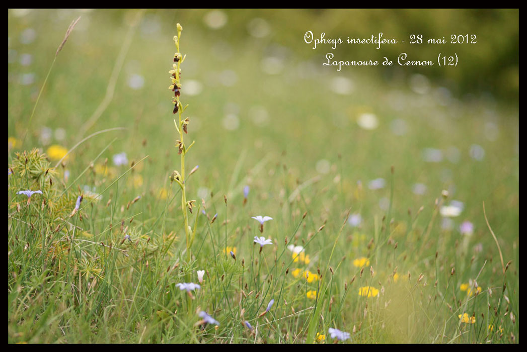 Ophrys-insectifera4