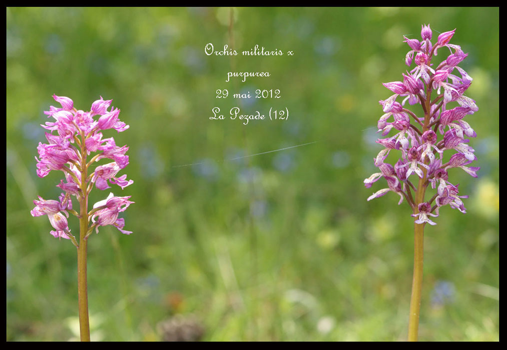Orchis-militaris-x-purpurea