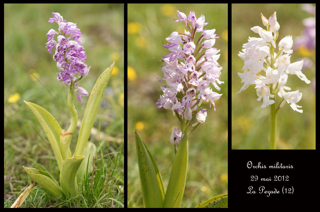Orchis-militaris2