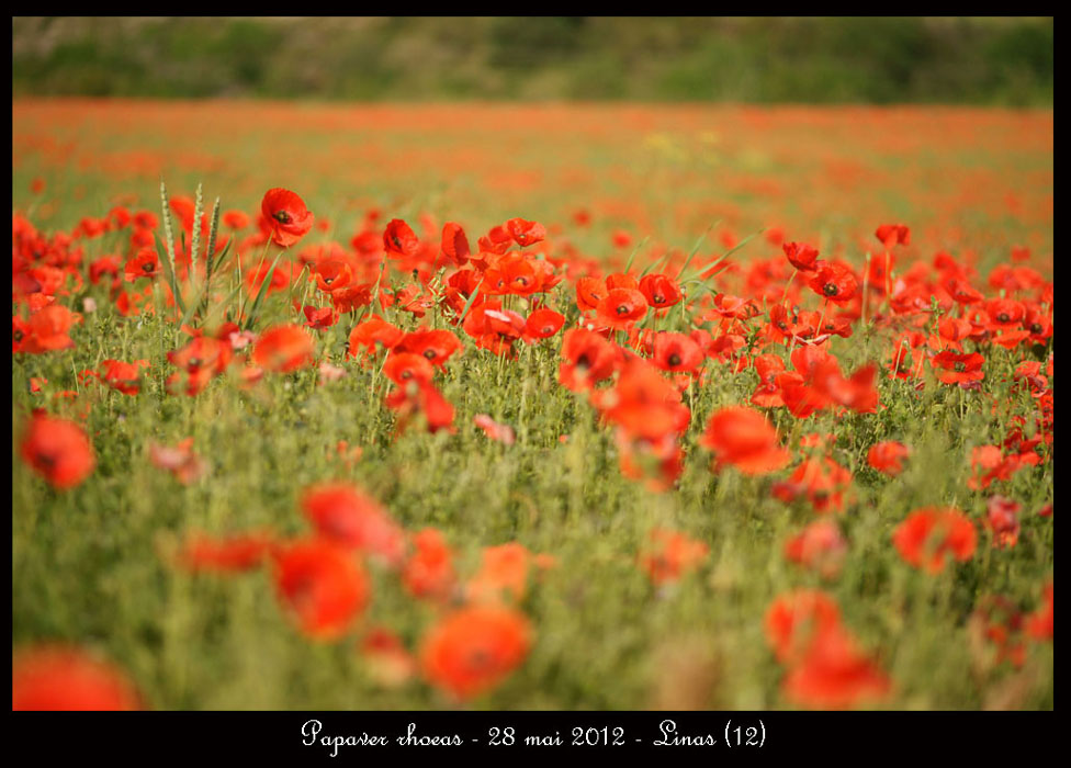 Papaver-rhoeas2