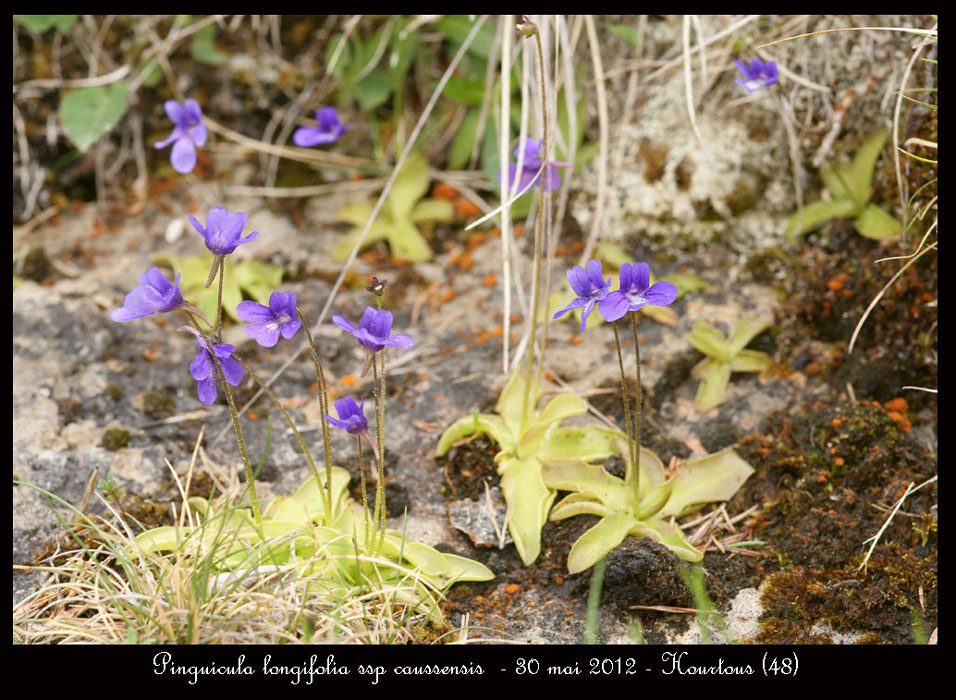 Pinguicula-longifolia-ssp-caussensis4