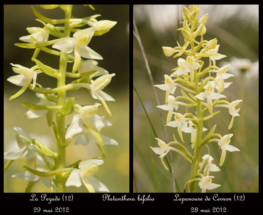 Platanthera-bifolia