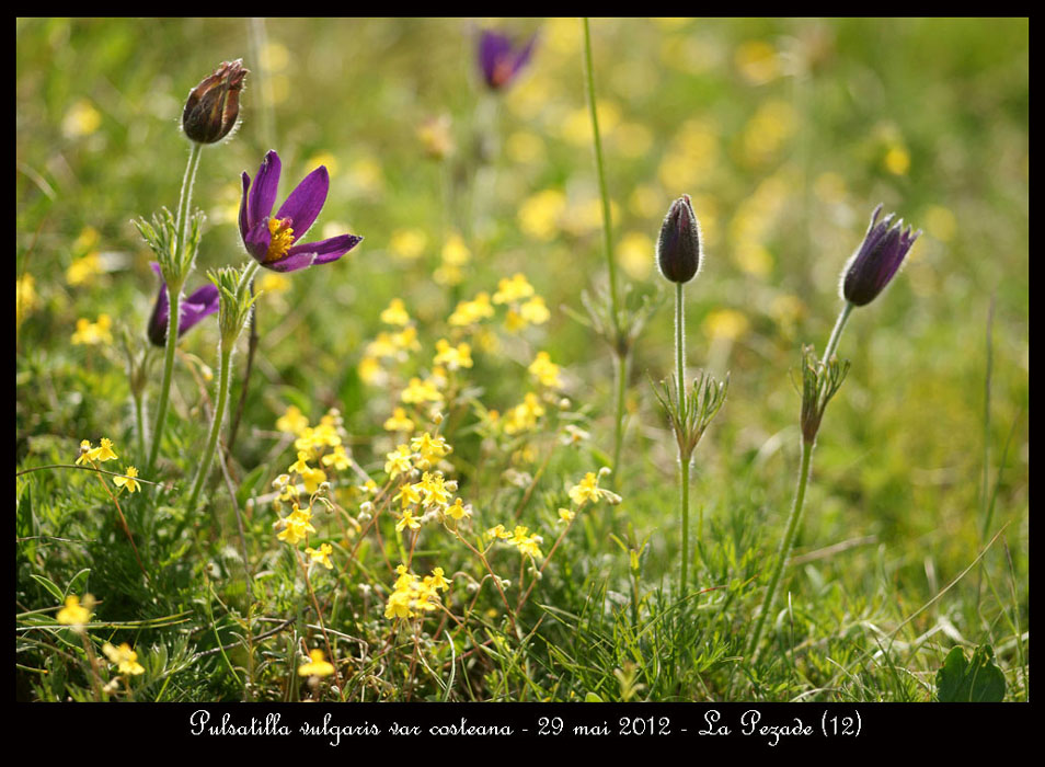 Pulsatilla-vulgaris-var-costeana