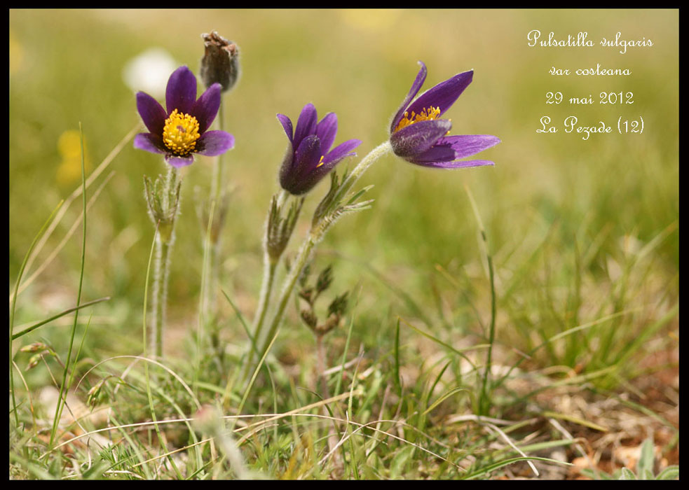 Pulsatilla-vulgaris-var-costeana2
