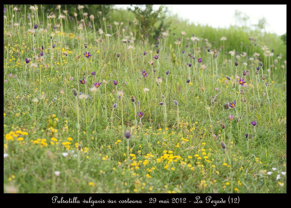 Pulsatilla-vulgaris-var-costeana3