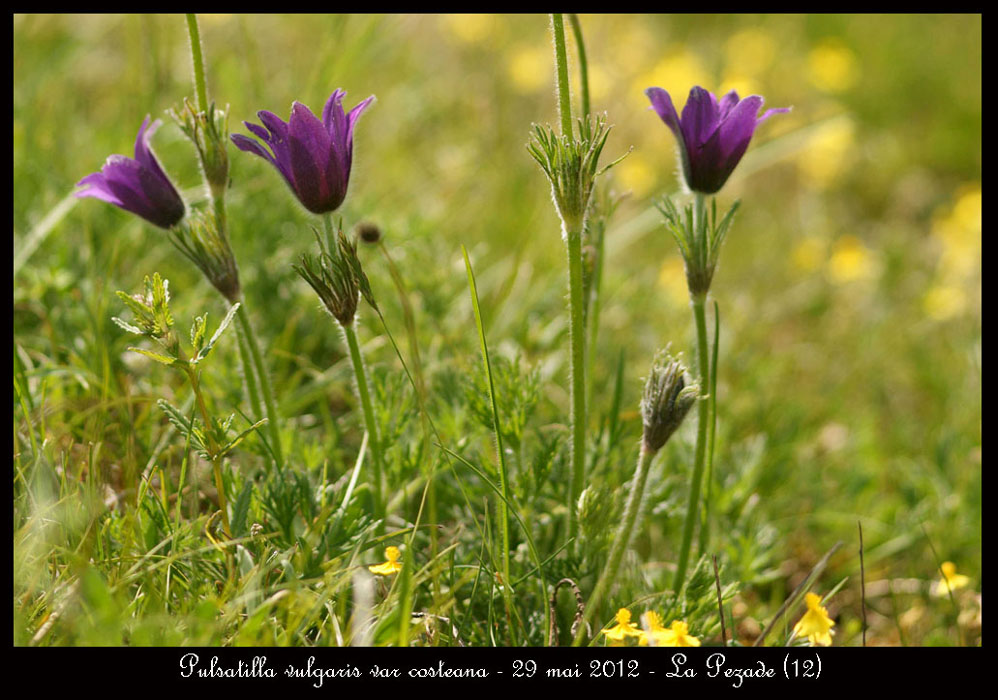 Pulsatilla-vulgaris-var-costeana7