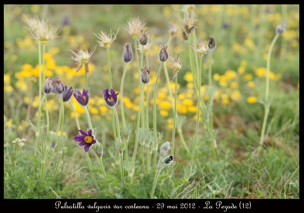 Pulsatilla-vulgaris-var-costeana8