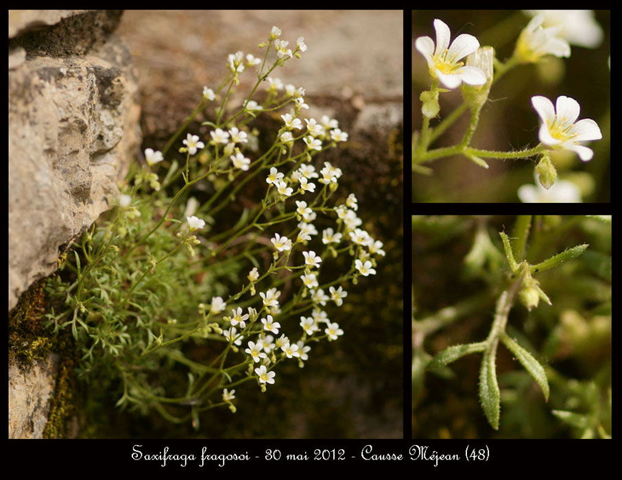 Saxifraga-fragosoi