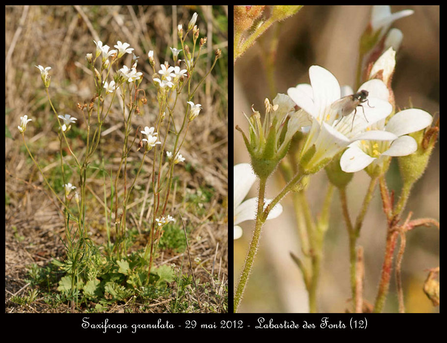 Saxifraga-granulata