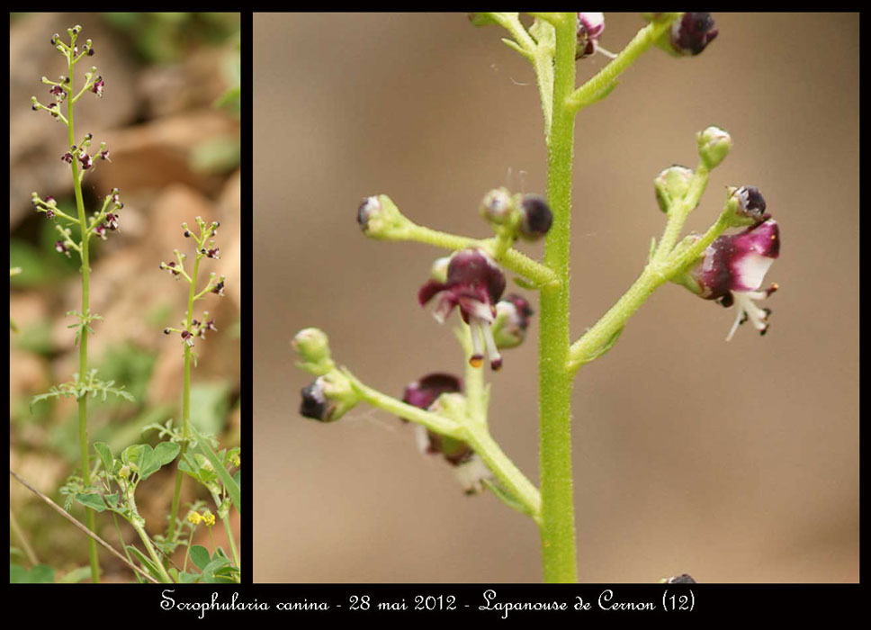 Scrophularia-canina