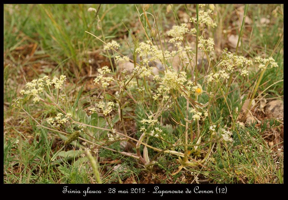 Trinia-glauca2