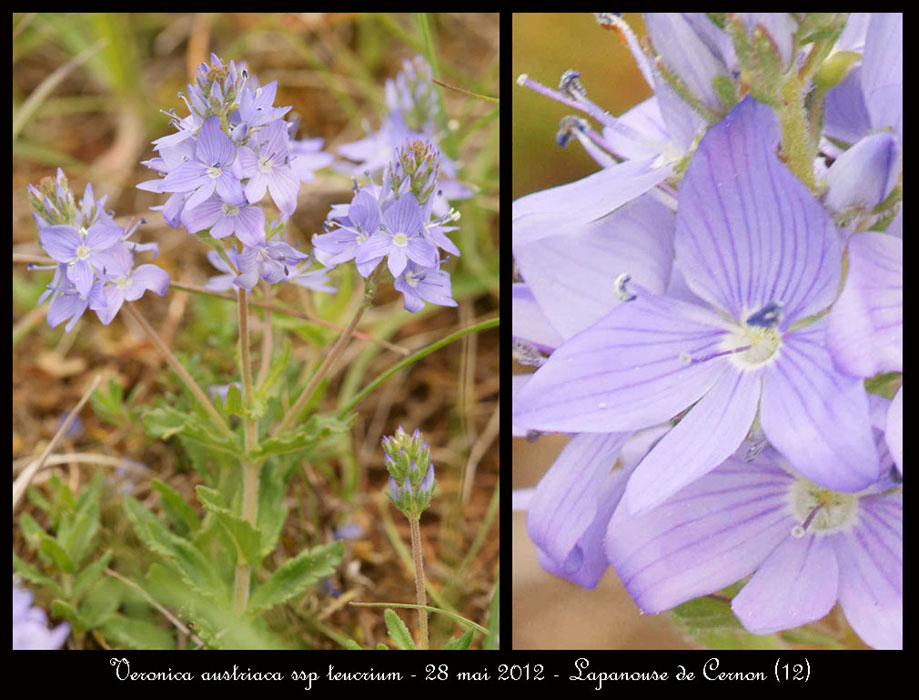 Veronica-austriaca-ssp-teucrium