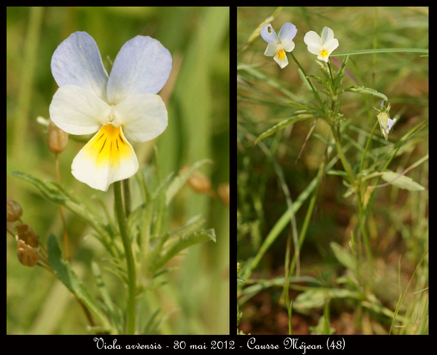 Viola-arvensis