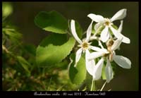 Amelanchier-ovalis