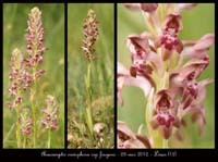 Anacamptis-coriophora-ssp-fragans