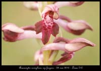 Anacamptis-coriophora-ssp-fragans2