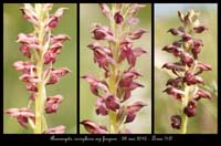 Anacamptis-coriophora-ssp-fragans3