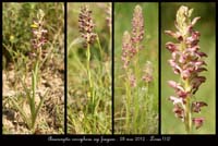 Anacamptis-coriophora-ssp-fragans4