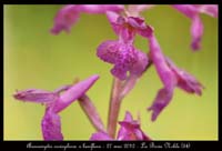 Anacamptis-coriophora-x-laxiflora2