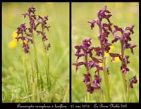 Anacamptis-coriophora-x-laxiflora3