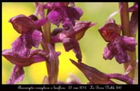 Anacamptis-coriophora-x-laxiflora4