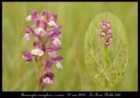 Anacamptis-coriophora-x-morio