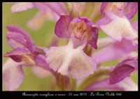 Anacamptis-coriophora-x-morio2