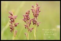 Anacamptis-coriophora2