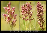 Anacamptis-coriophora3