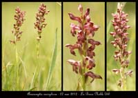 Anacamptis-coriophora4