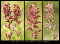 Anacamptis-coriophora5