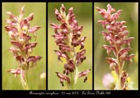 Anacamptis-coriophora6