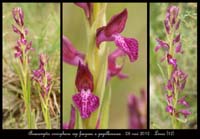 Anacamptis-fragans-x-papillonacea