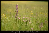 Anacamptis-laxiflora---27-mai-2012---Le-Clapier-(12)