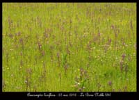 Anacamptis-laxiflora