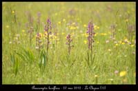 Anacamptis-laxiflora2