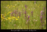 Anacamptis-laxiflora3