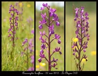 Anacamptis-laxiflora4