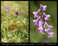 Anacamptis-morio-&-Pulsatilla-vulgaris-var-costeana