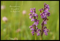 Anacamptis-morio