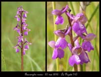 Anacamptis-morio2