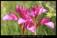 Anacamptis-papillonacea