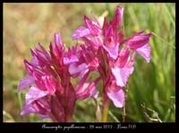 Anacamptis-papillonacea2