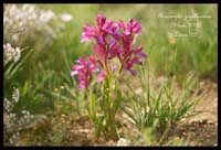 Anacamptis-papillonacea3