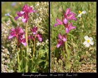 Anacamptis-papillonacea4