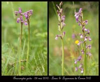 Anacamptis-picta