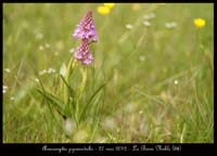 Anacamptis-pyramidalis